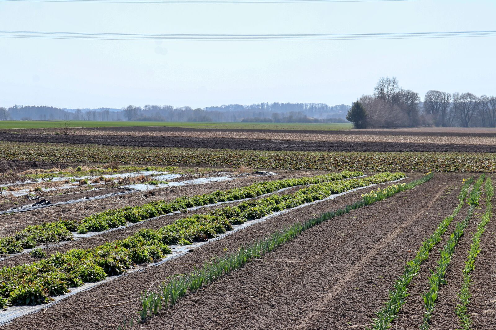 Canon EOS 80D sample photo. Vegetables, cultivation, agriculture photography