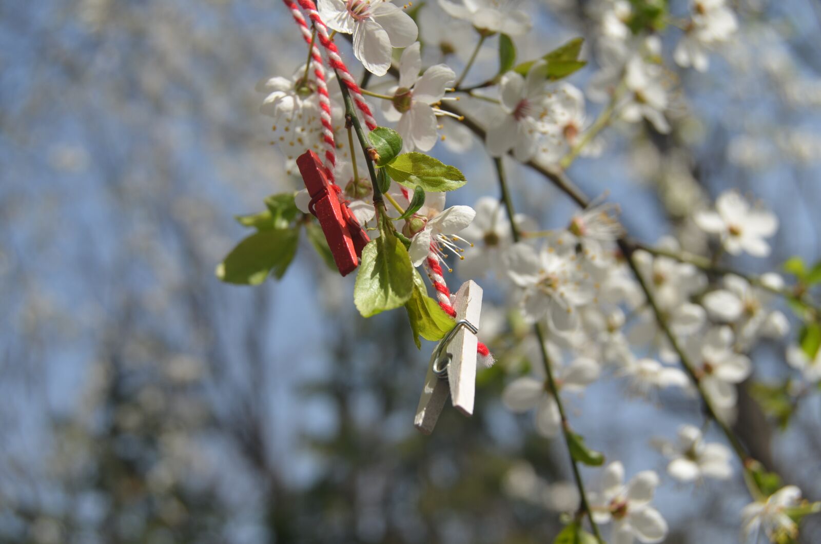 Nikon D5100 sample photo. Spring, spring flowers, flowers photography