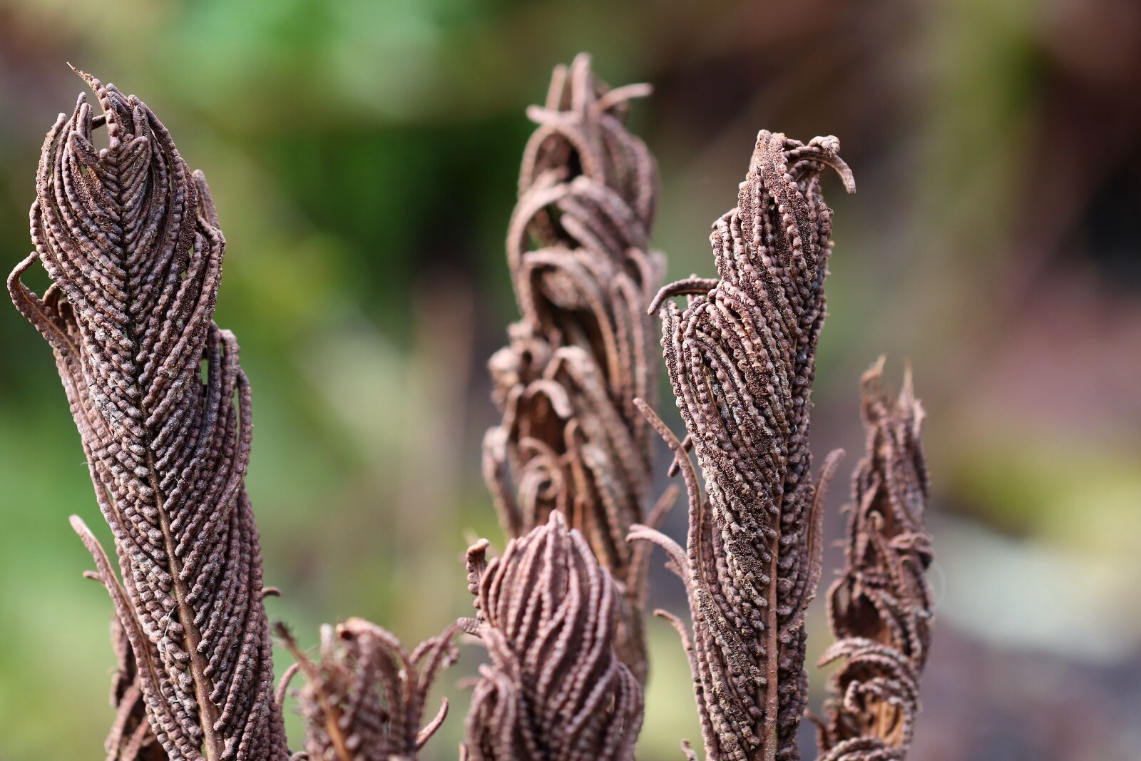 Canon EOS 800D (EOS Rebel T7i / EOS Kiss X9i) sample photo. Fern, dry plant, dried photography