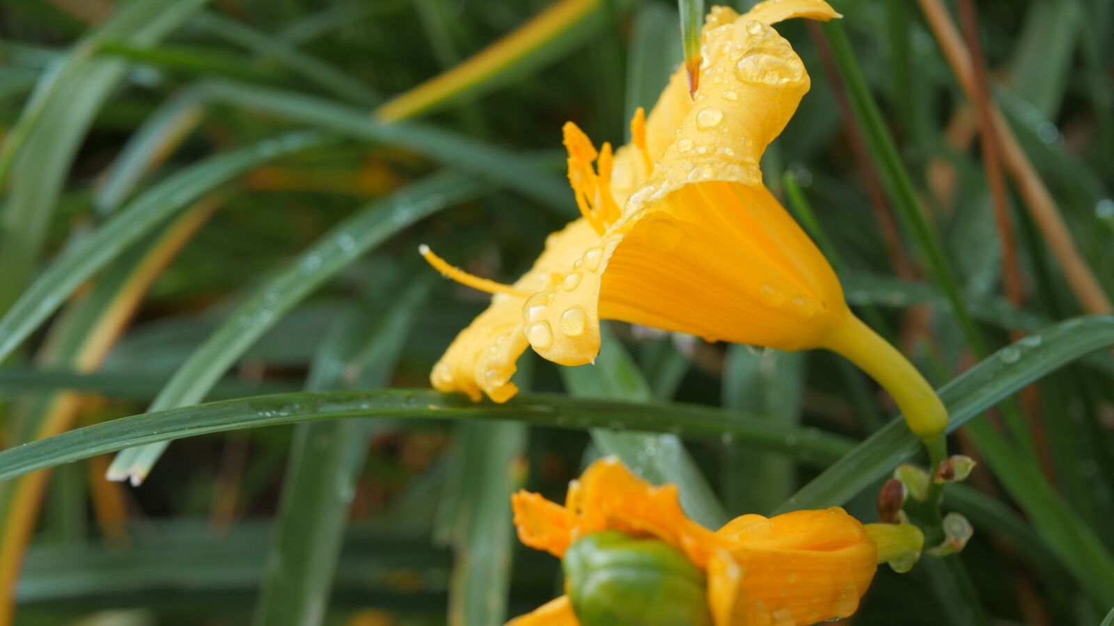 Panasonic Lumix DMC-GH4 sample photo. Nature, flora, flower photography