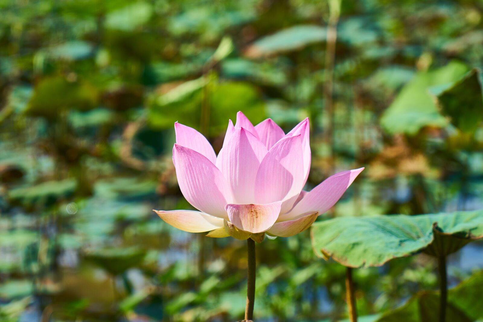 Sony a7R II sample photo. Pink, lotus, flower photography