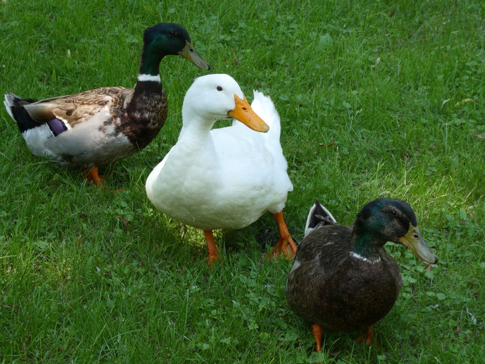Panasonic DC-ZS70 sample photo. Wildlife, ducks, gathering photography