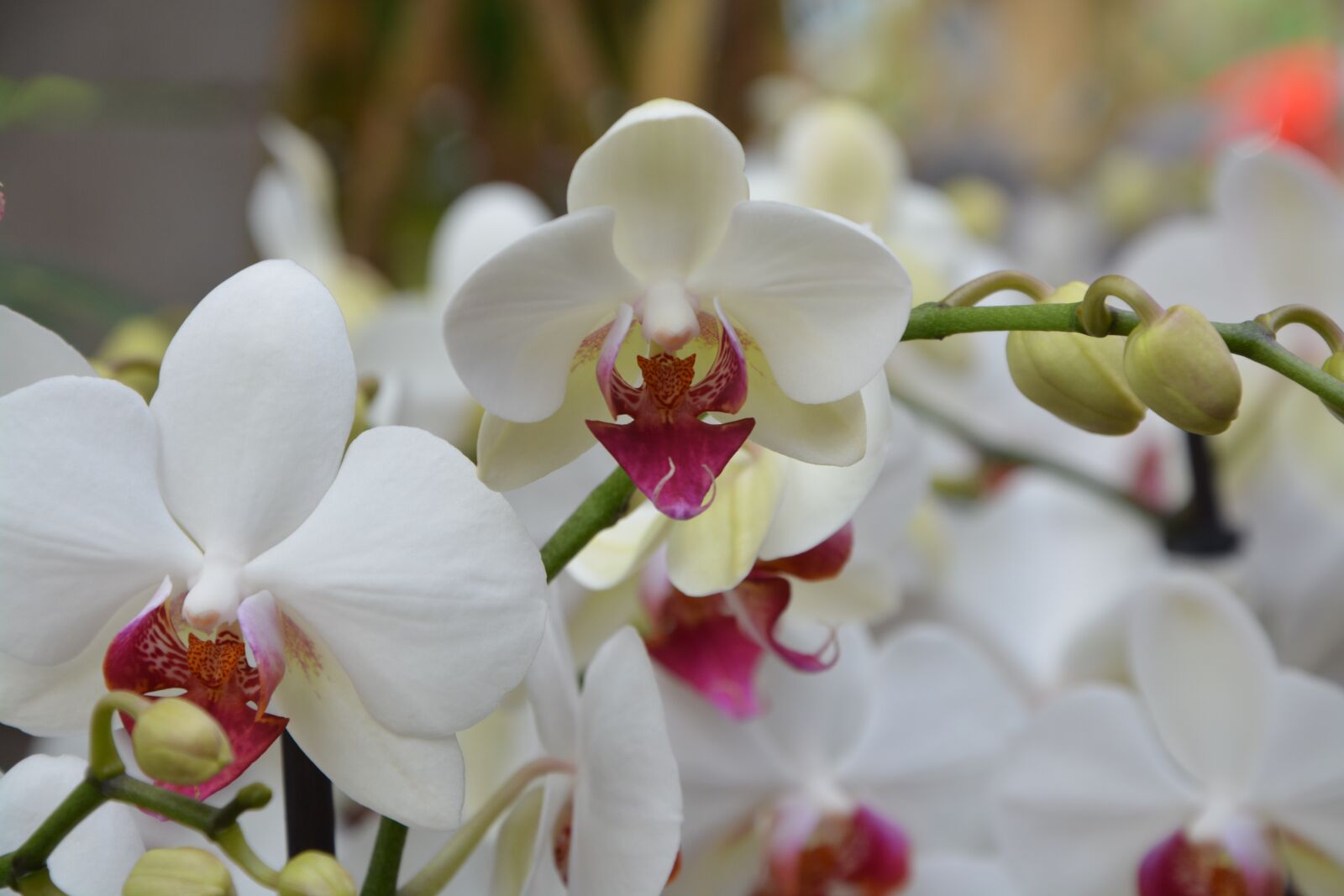 Nikon D5200 sample photo. Flower, flowers, white orchids photography