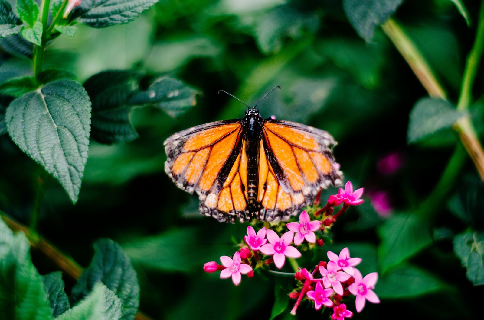 Nikon D5100 sample photo. Mariposa, insecto, naturaleza photography