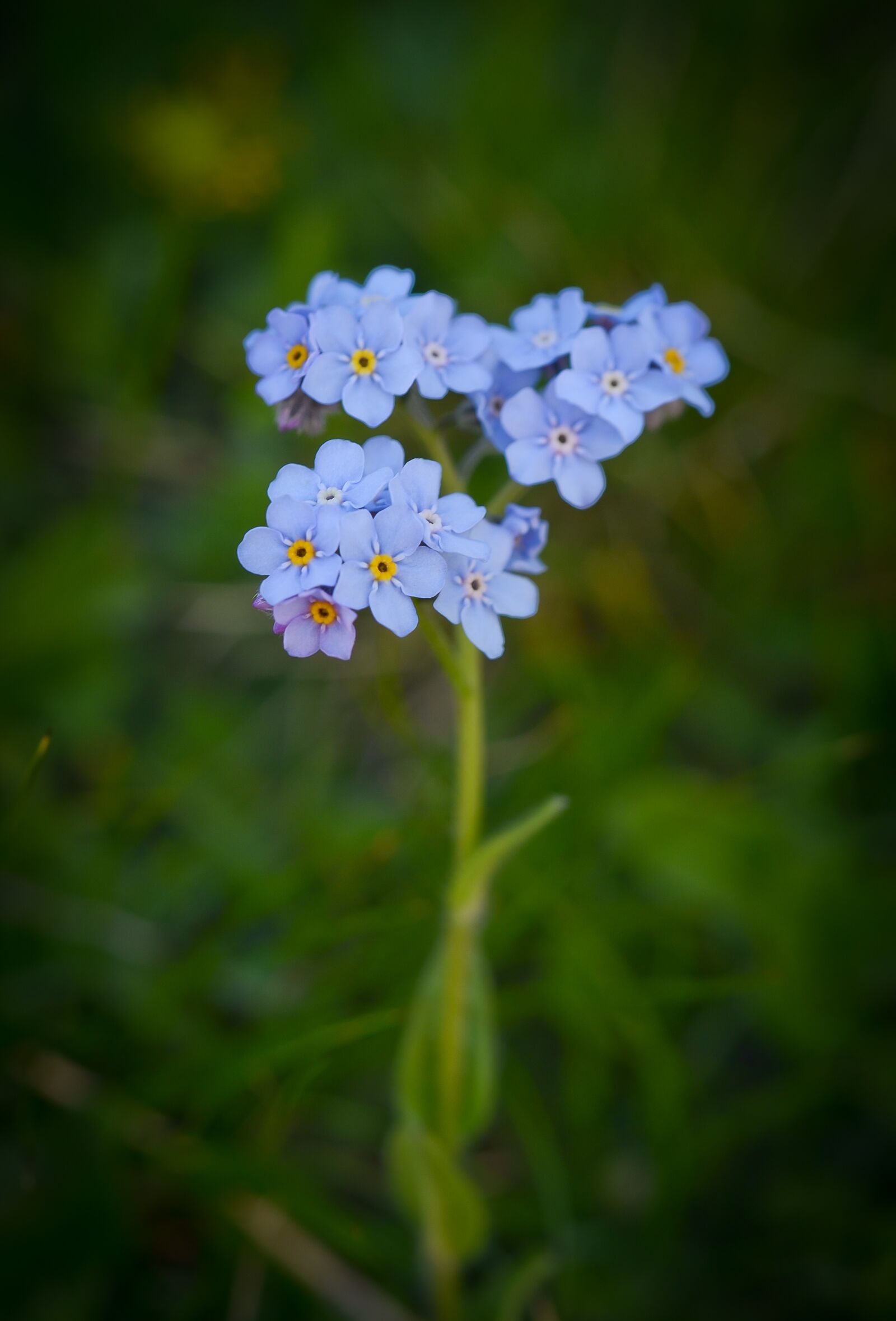 Nikon D7000 sample photo. Flower, blue, nature photography