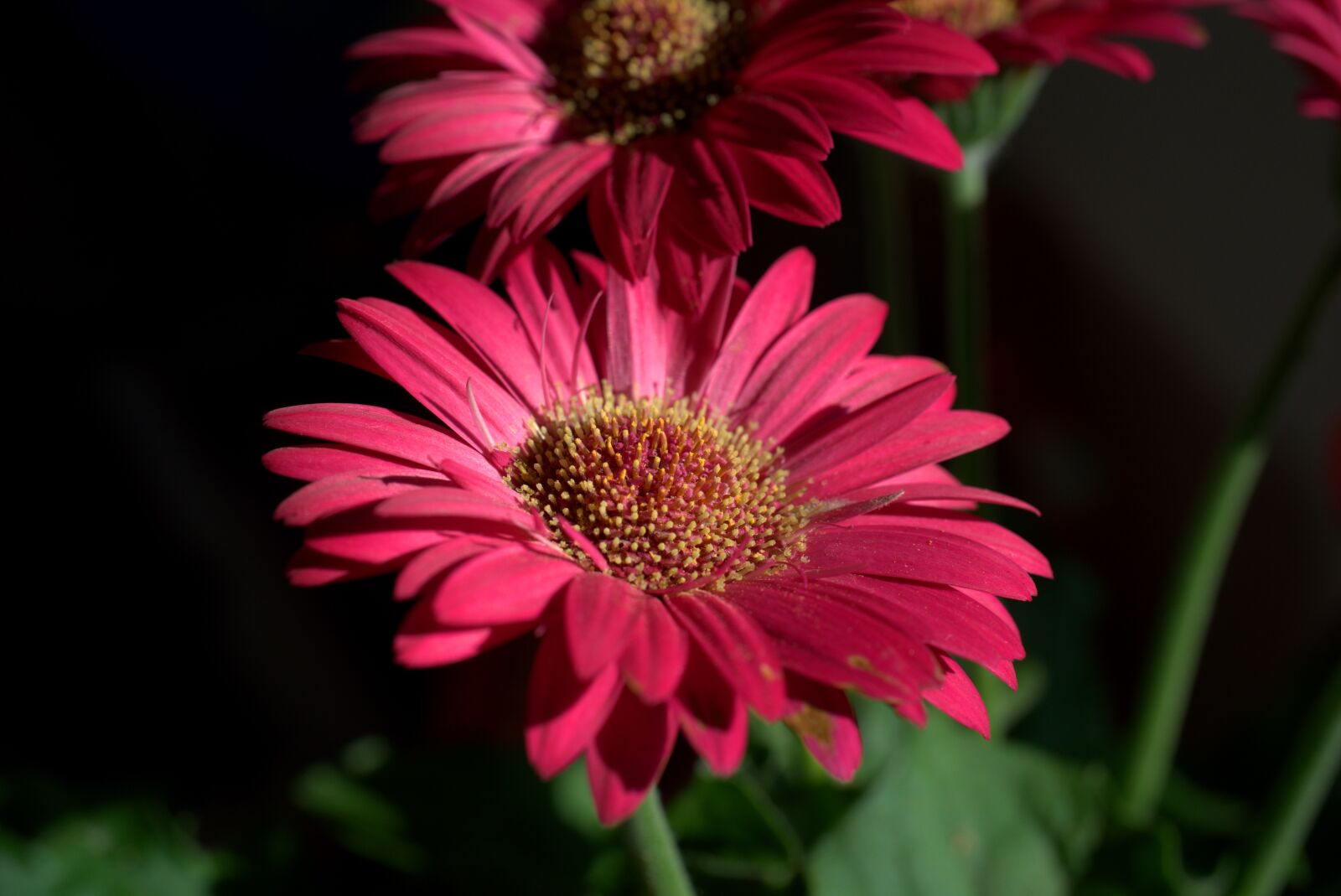 Sony FE 50mm F2.8 Macro sample photo. Gerbera, flower, blossom photography