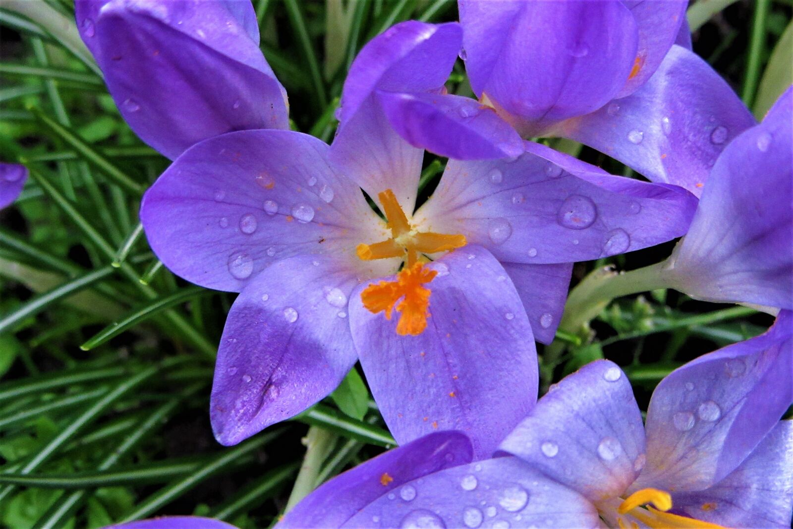 Canon PowerShot SX610 HS sample photo. Crocus, rain, bolplant photography