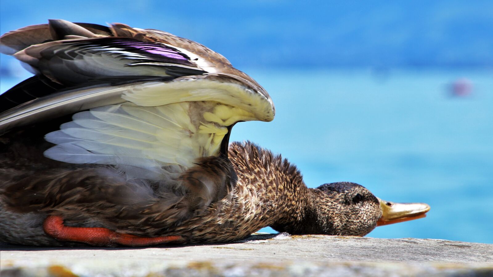 Canon EOS 80D sample photo. Summer, rest, duck photography