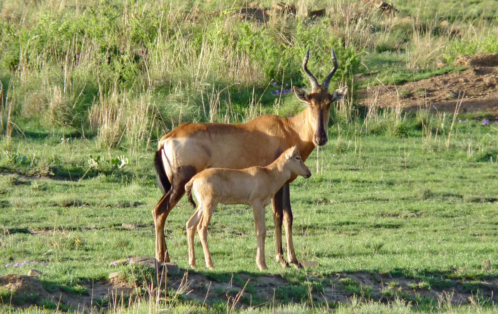 Panasonic Lumix DMC-FZ35 (Lumix DMC-FZ38) sample photo. Red hartebeest, hartebeest, hartebeest photography