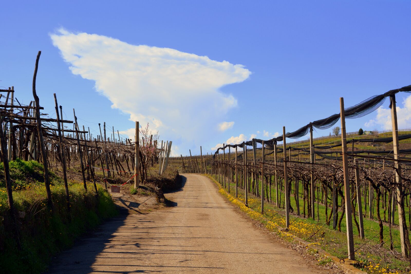 Nikon D7100 sample photo. Vineyard, nature, sky photography