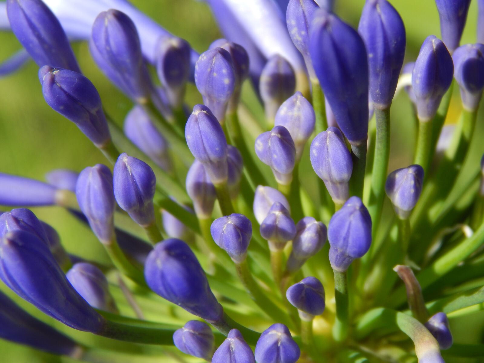 Nikon Coolpix L820 sample photo. Agapanto, flowers, lilacs photography