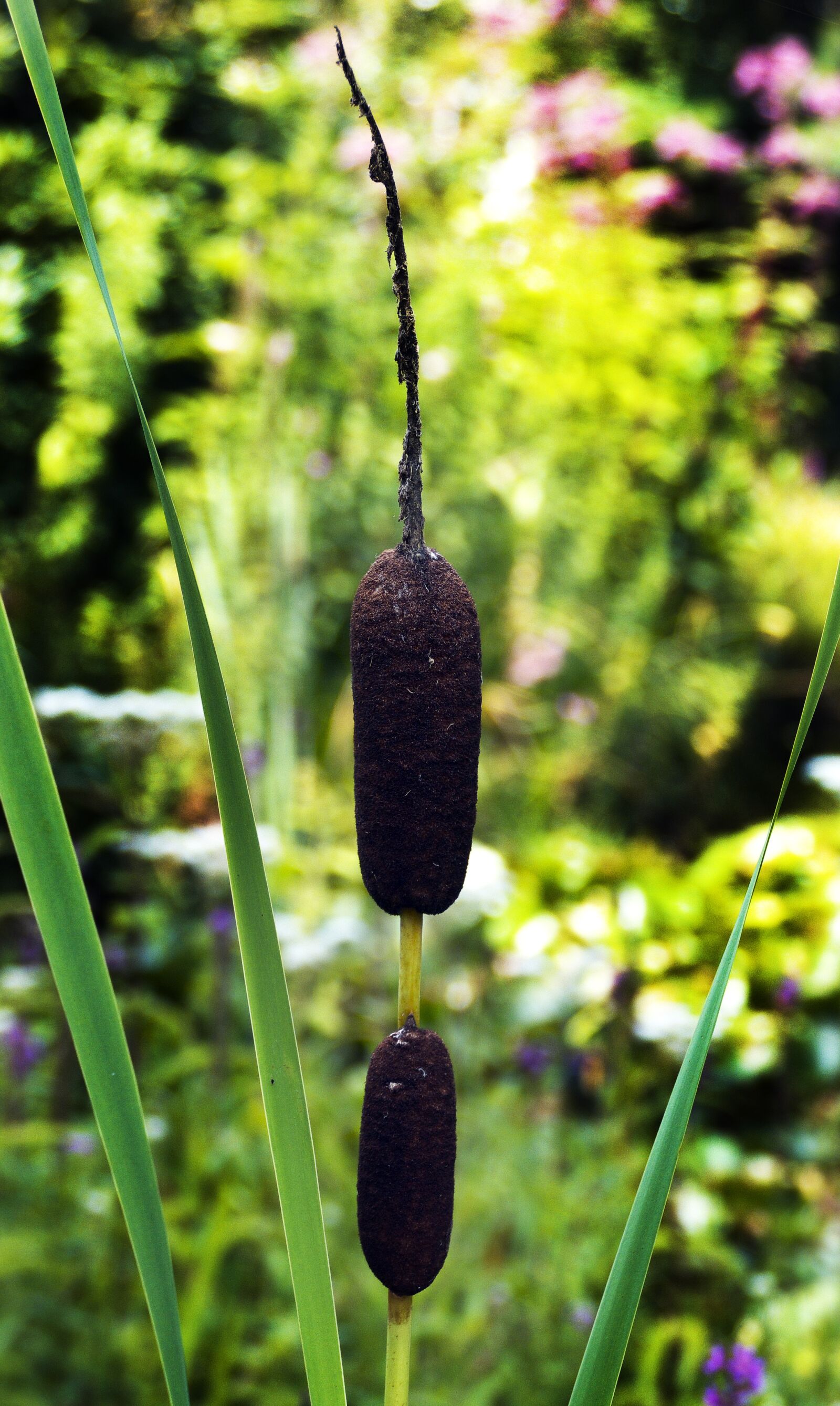 Panasonic Lumix DMC-FZ1000 sample photo. Cattail, waters, aquatic plant photography