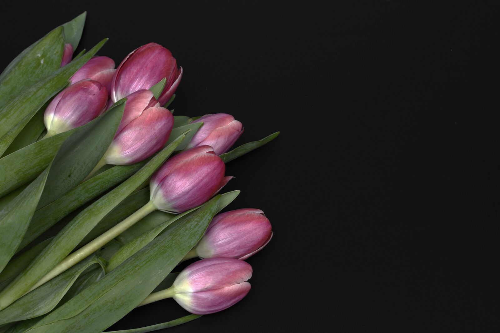 Nikon D7100 sample photo. Tulips, flowers, spring photography