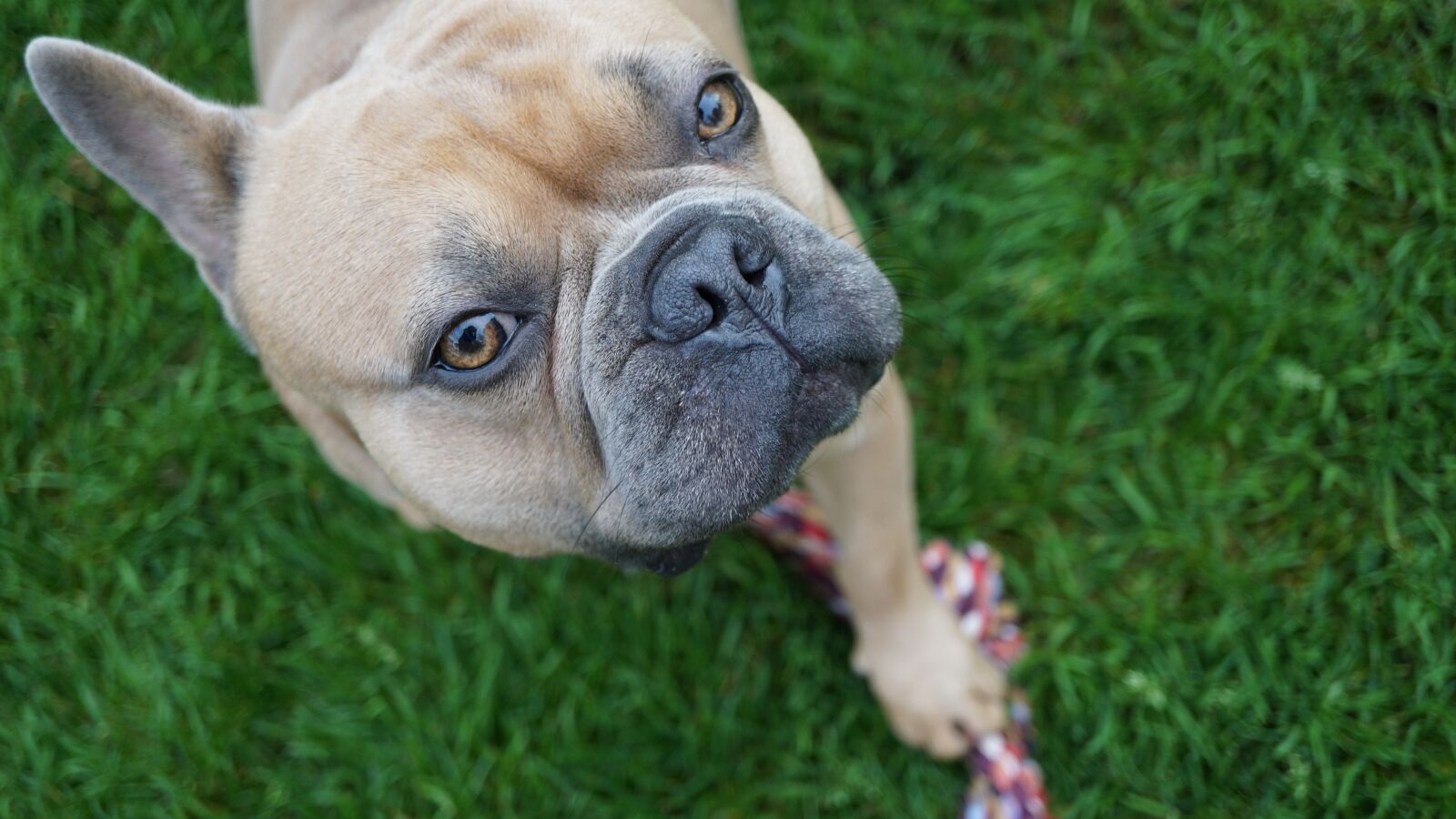 Sony E 30mm F3.5 Macro sample photo. French bulldog, dog, play photography
