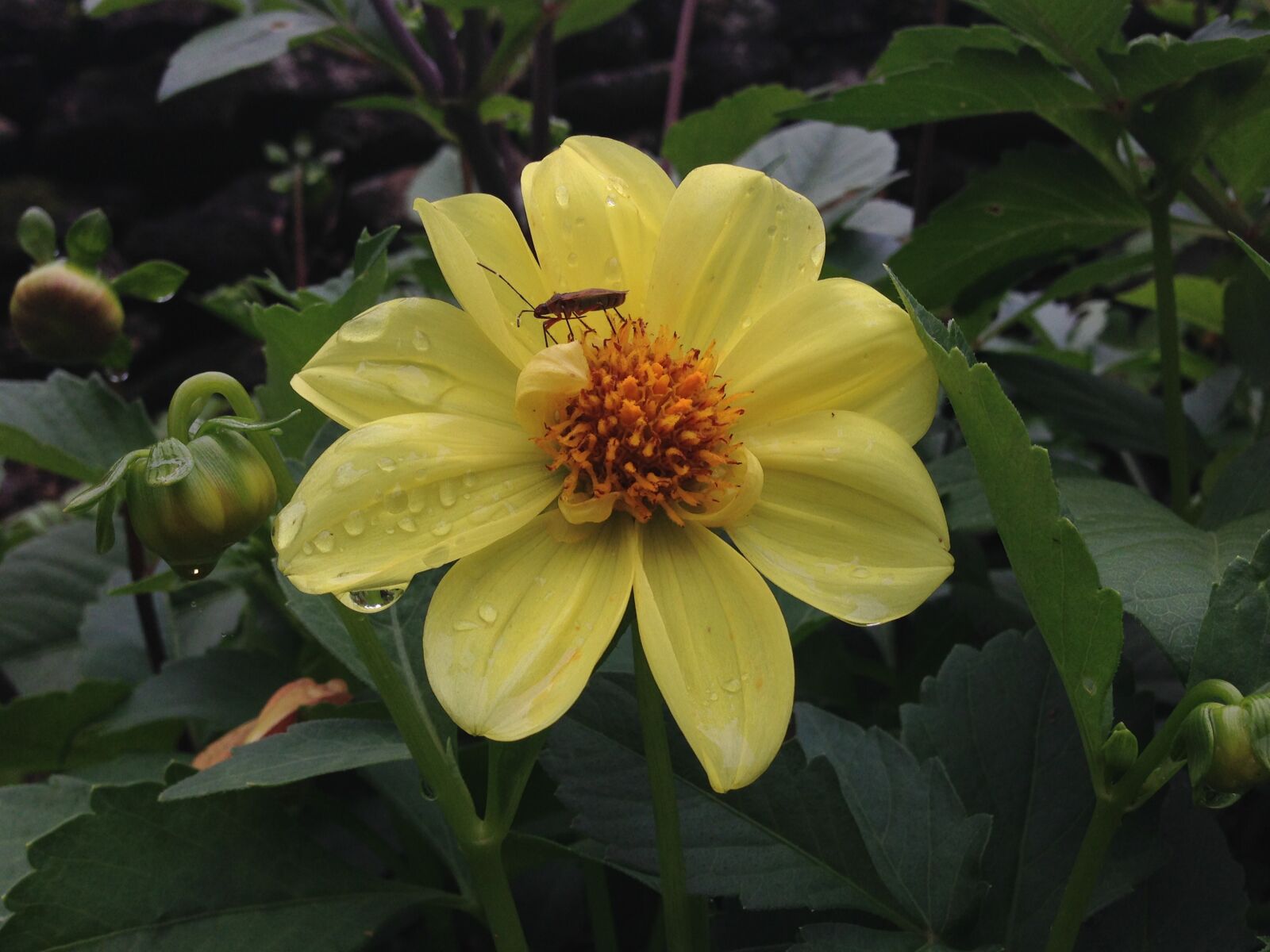 Apple iPhone 5 sample photo. Flower, yellow flower, flowers photography