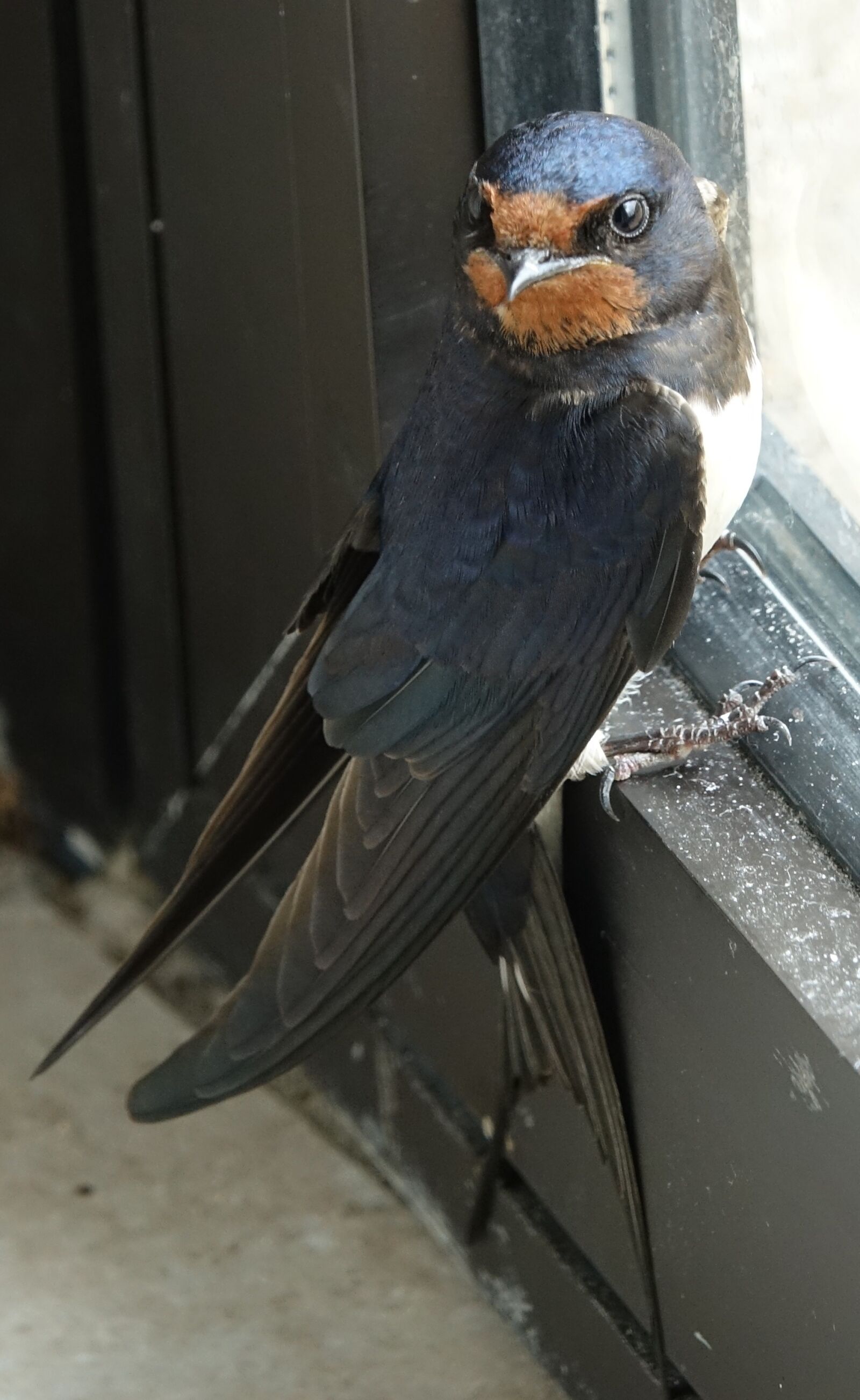 Sony Cyber-shot DSC-RX10 III sample photo. Swallow, bird, house photography