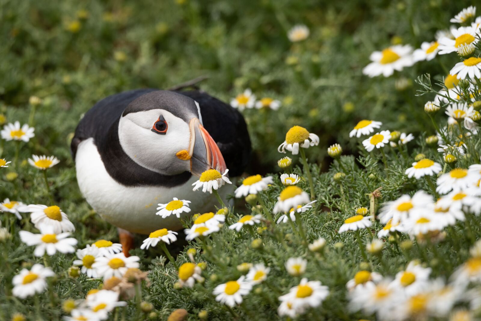 Nikon D810 sample photo. Puffin, daisies, flowers photography