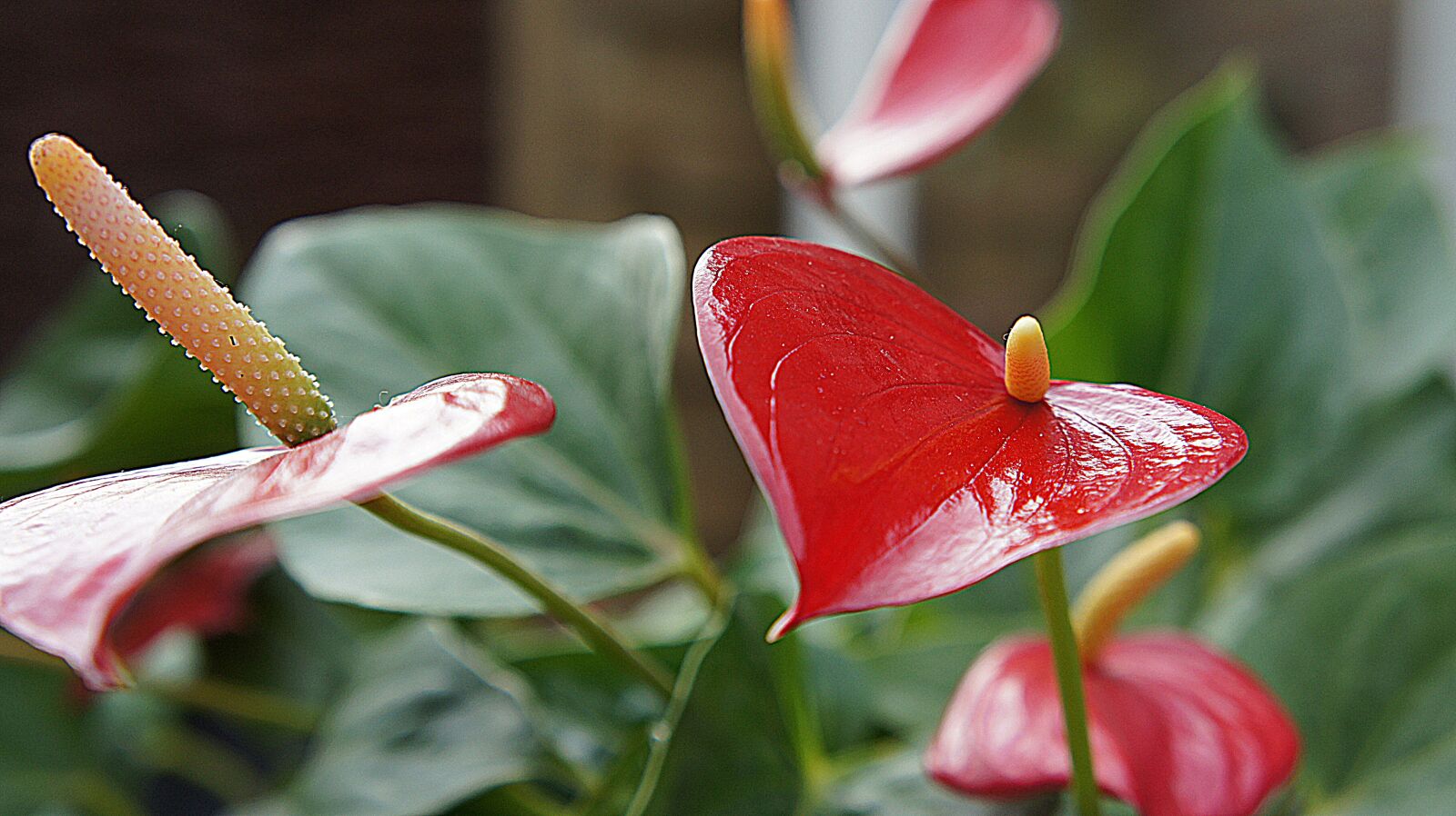 Sony Alpha NEX-5 + Sony E 18-55mm F3.5-5.6 OSS sample photo. Anthurium, red flower, red photography