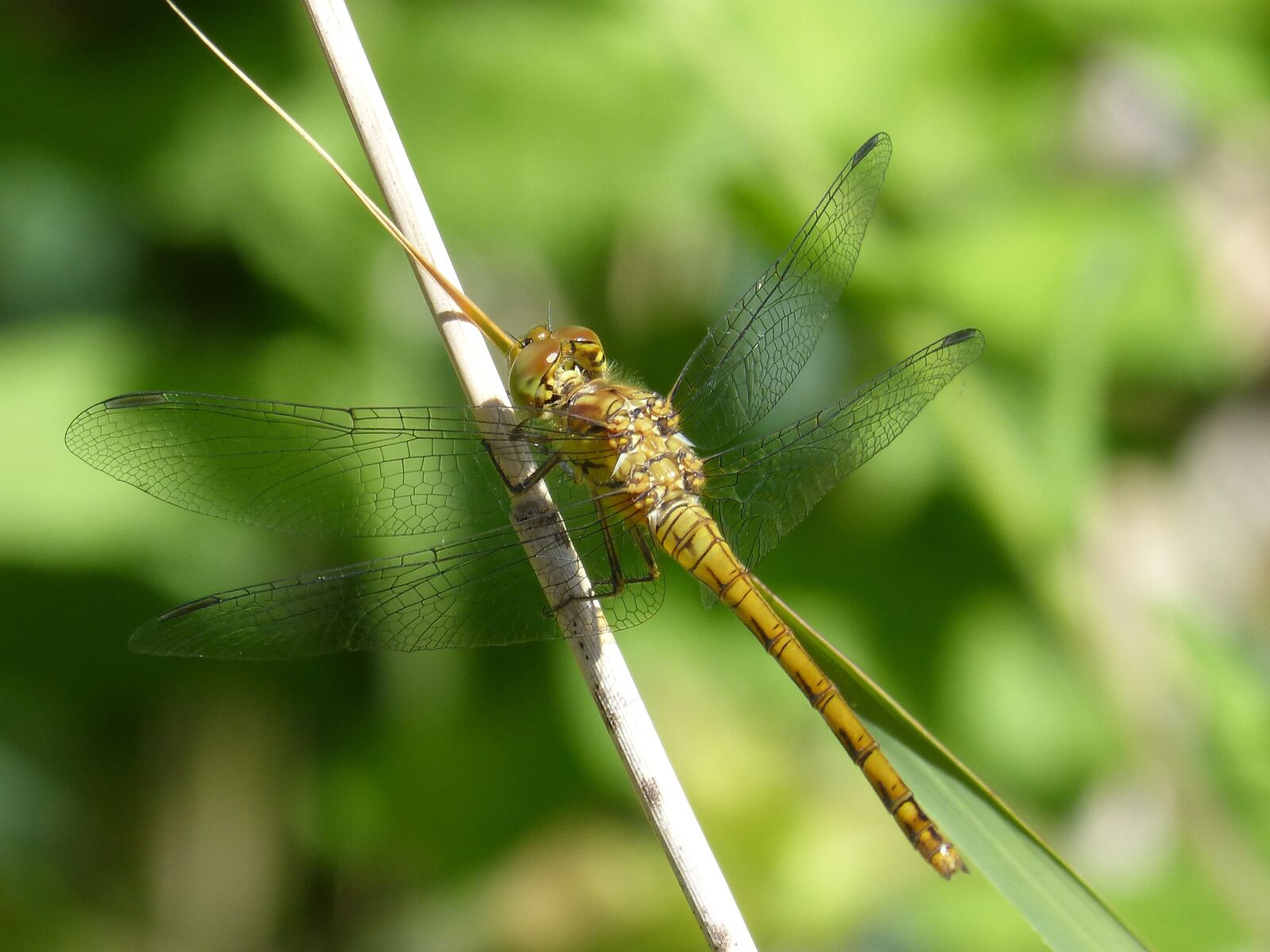 Panasonic DMC-FZ62 sample photo. Dragonfly, yellow dragonfly, cordulegaster photography