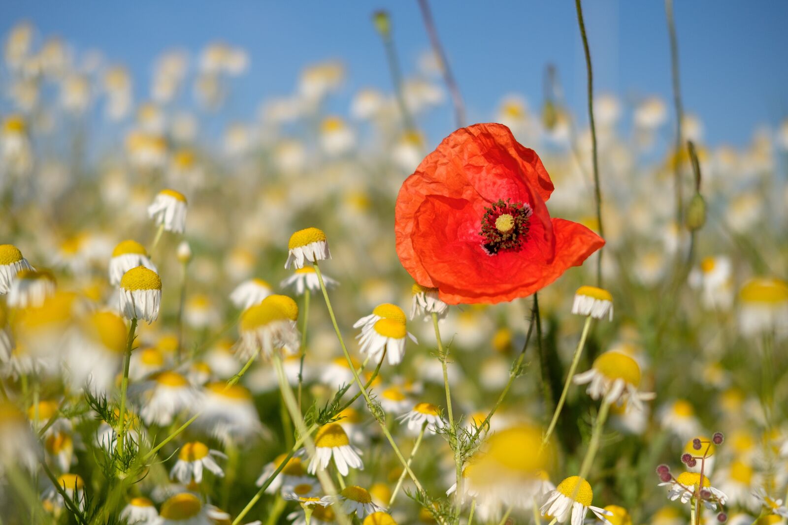 Fujifilm X-T2 + Fujifilm XF 35mm F2 R WR sample photo. Poppy, blossom, bloom photography