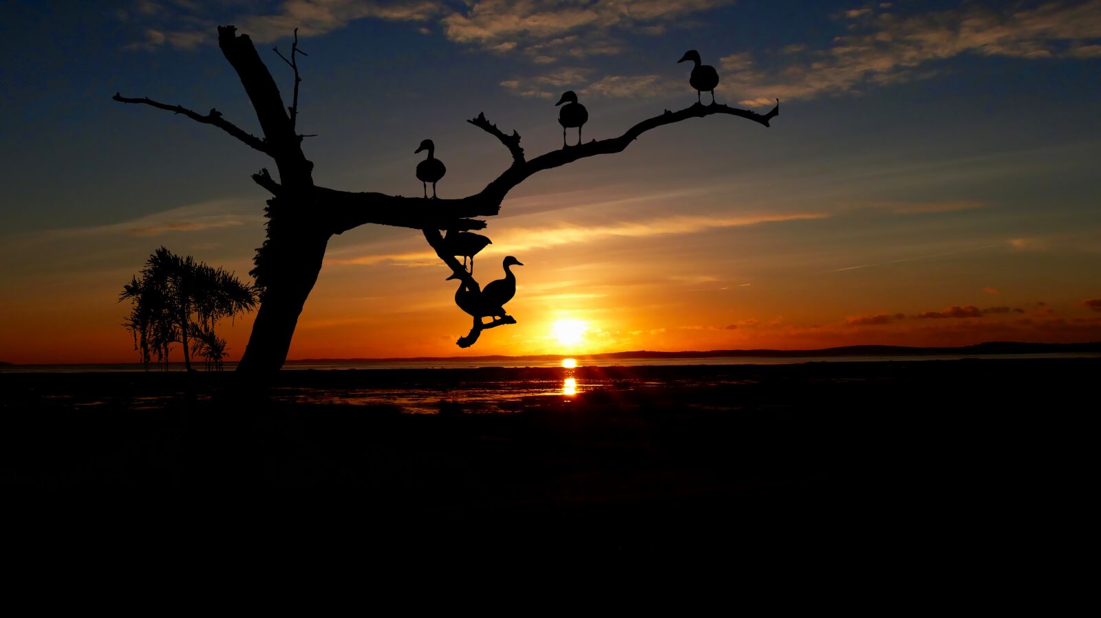 Panasonic Lumix DMC-FZ200 sample photo. Sunset, trees, birds photography