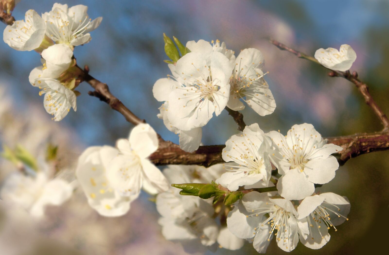 Canon EOS 1100D (EOS Rebel T3 / EOS Kiss X50) sample photo. Flower, cherry, tree photography