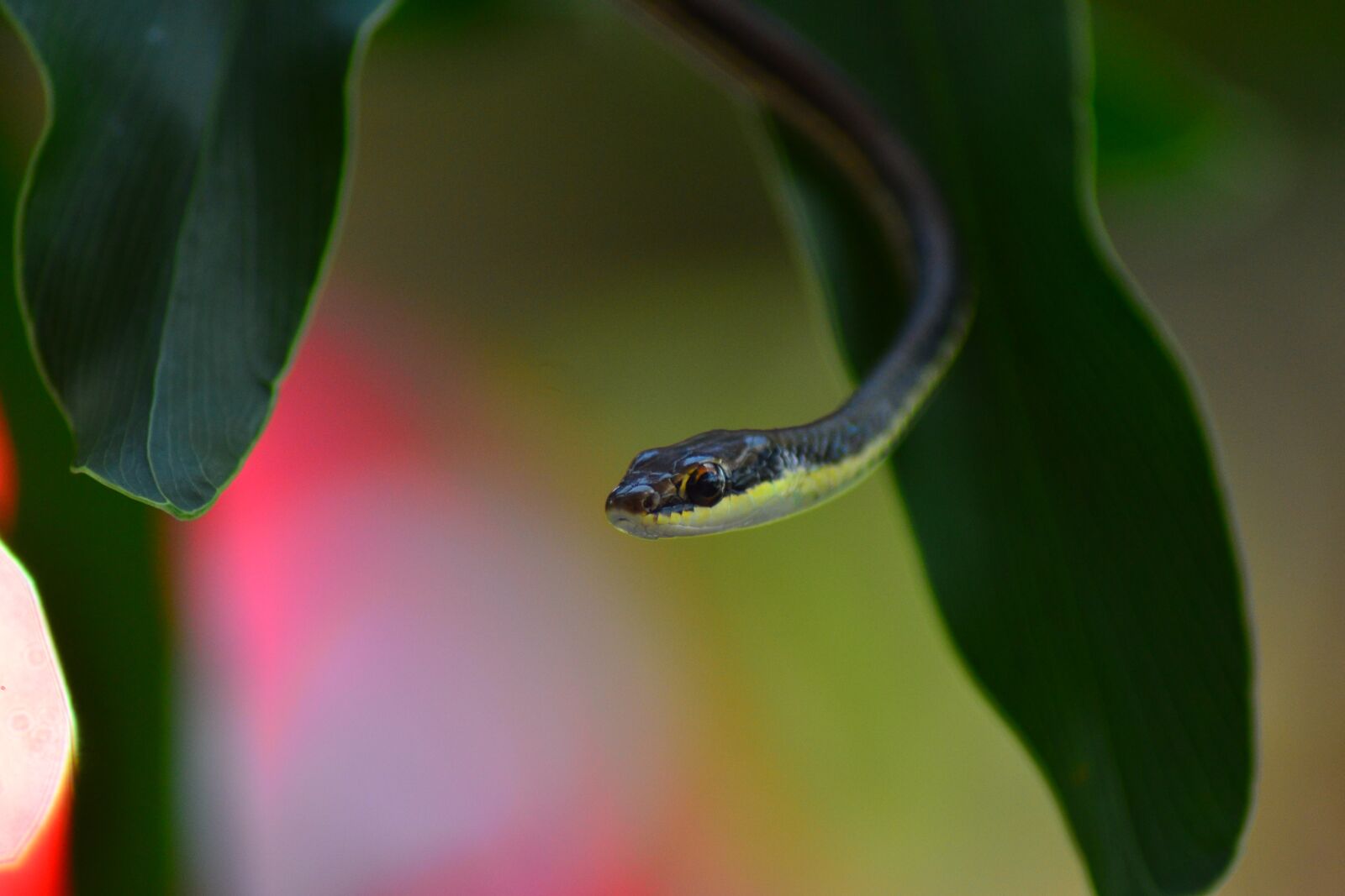 Nikon D3100 sample photo. Brown, little, snake photography
