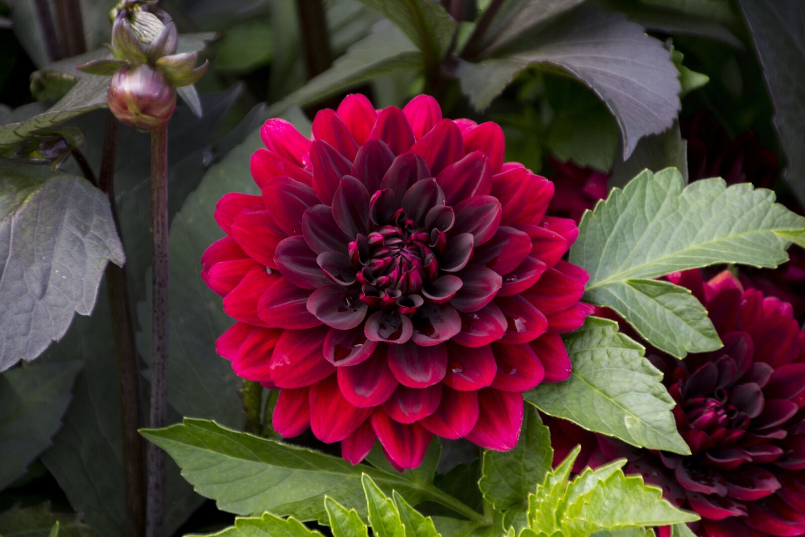 Canon EOS 60D sample photo. Dahlia, flower, plant photography