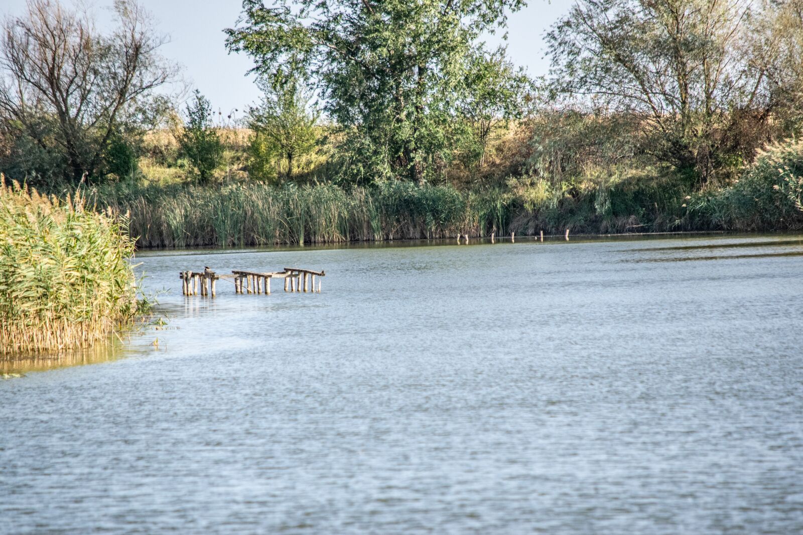 Nikon D3300 sample photo. Water, reed, river photography