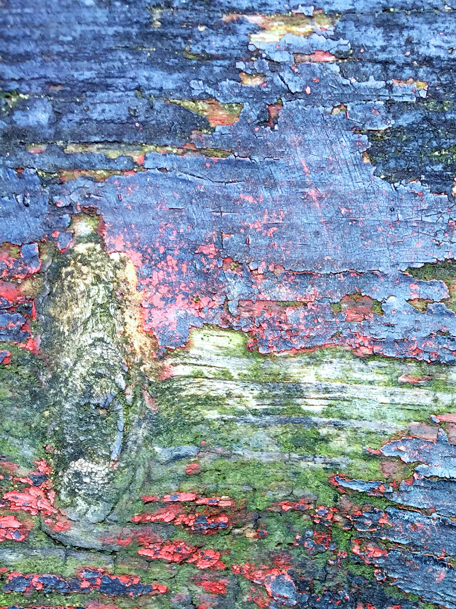 iPhone 6 back camera 4.15mm f/2.2 sample photo. Old wood, painted, texture photography