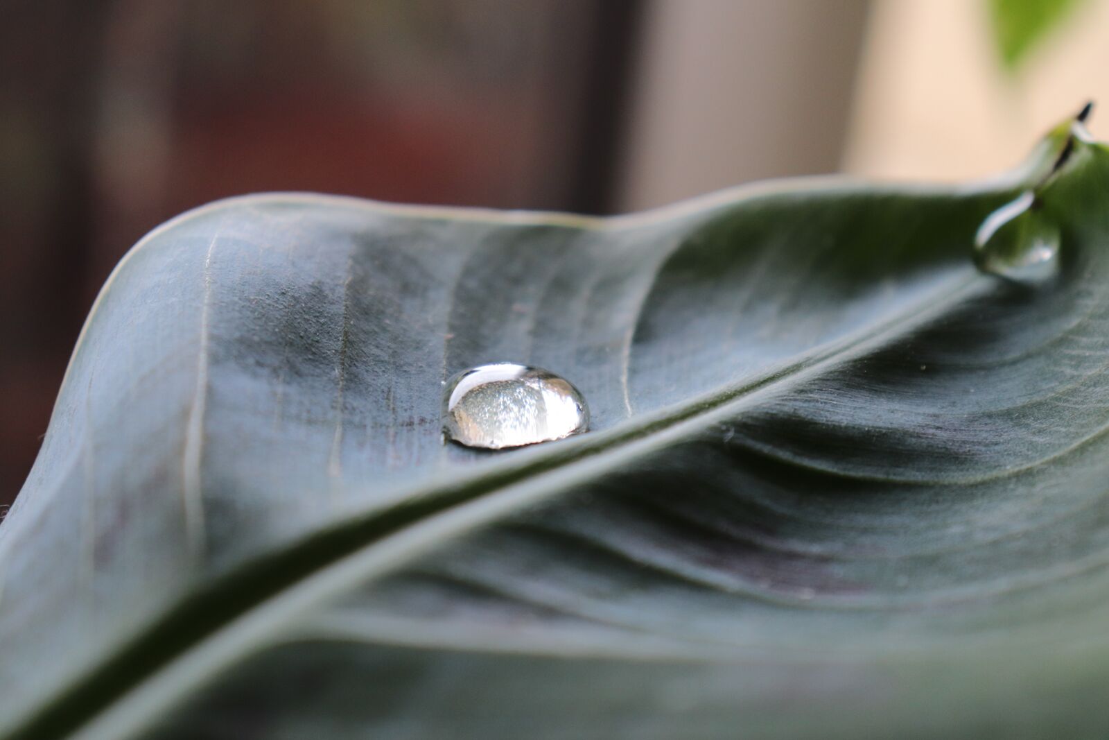 Canon EOS 800D (EOS Rebel T7i / EOS Kiss X9i) sample photo. Water, drop, leaf photography