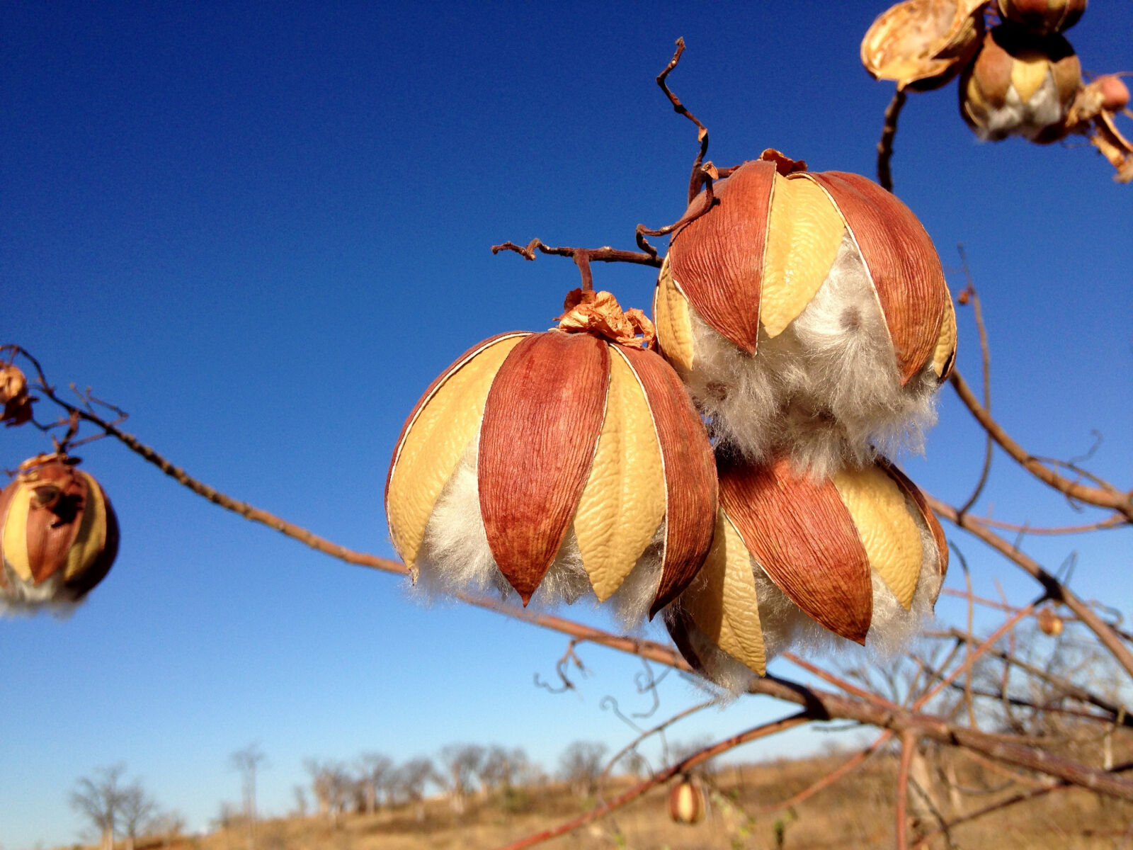 iPhone 5c back camera 4.12mm f/2.4 sample photo. Blue, sky, horizon, native photography