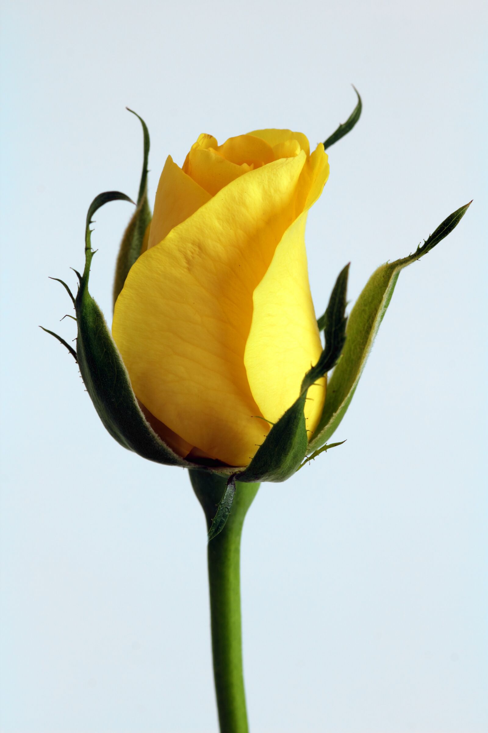 Canon EOS 550D (EOS Rebel T2i / EOS Kiss X4) sample photo. Beautiful, bloom, blooming, blossom photography