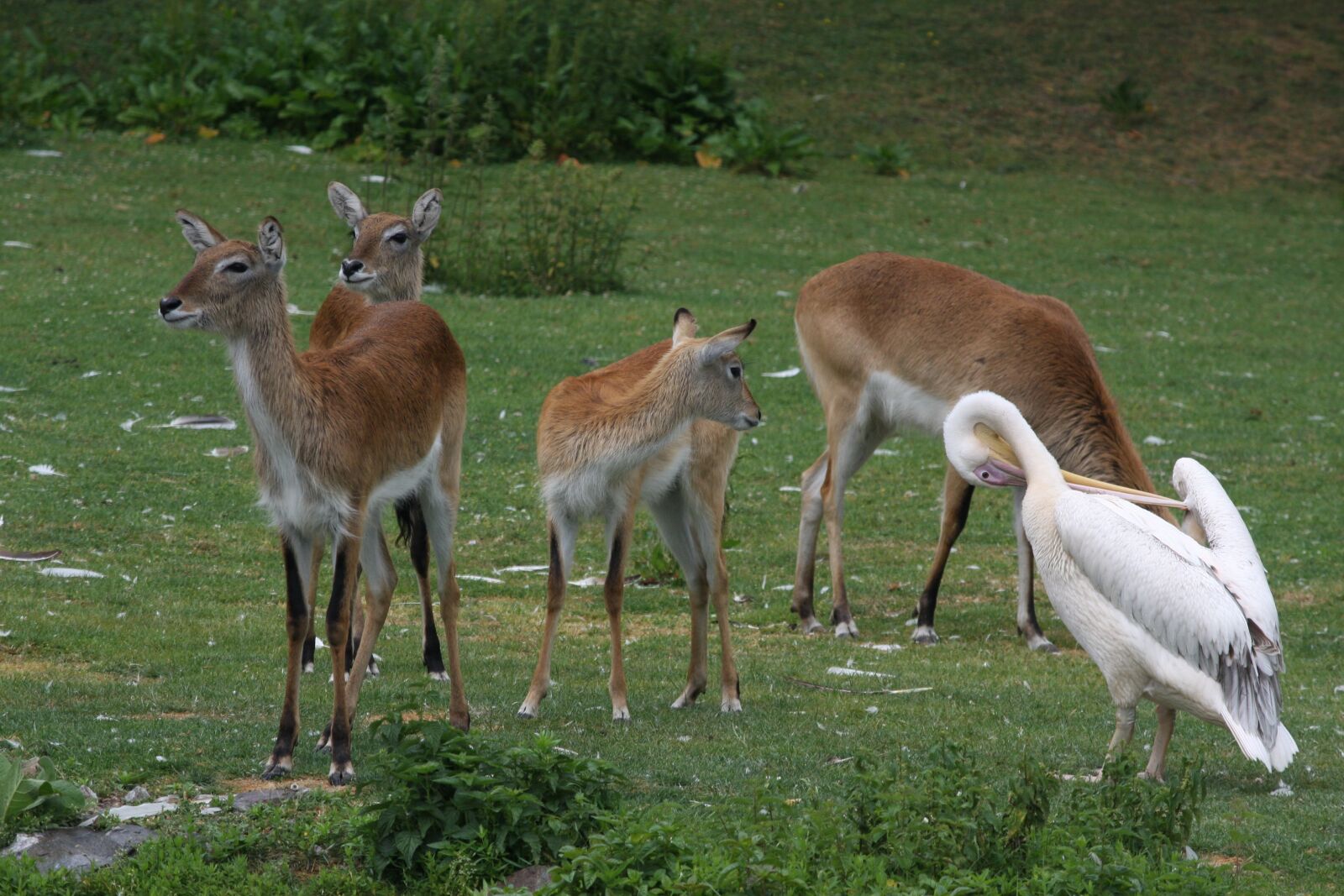 Canon EOS 40D sample photo. Armpits, animal, animals photography