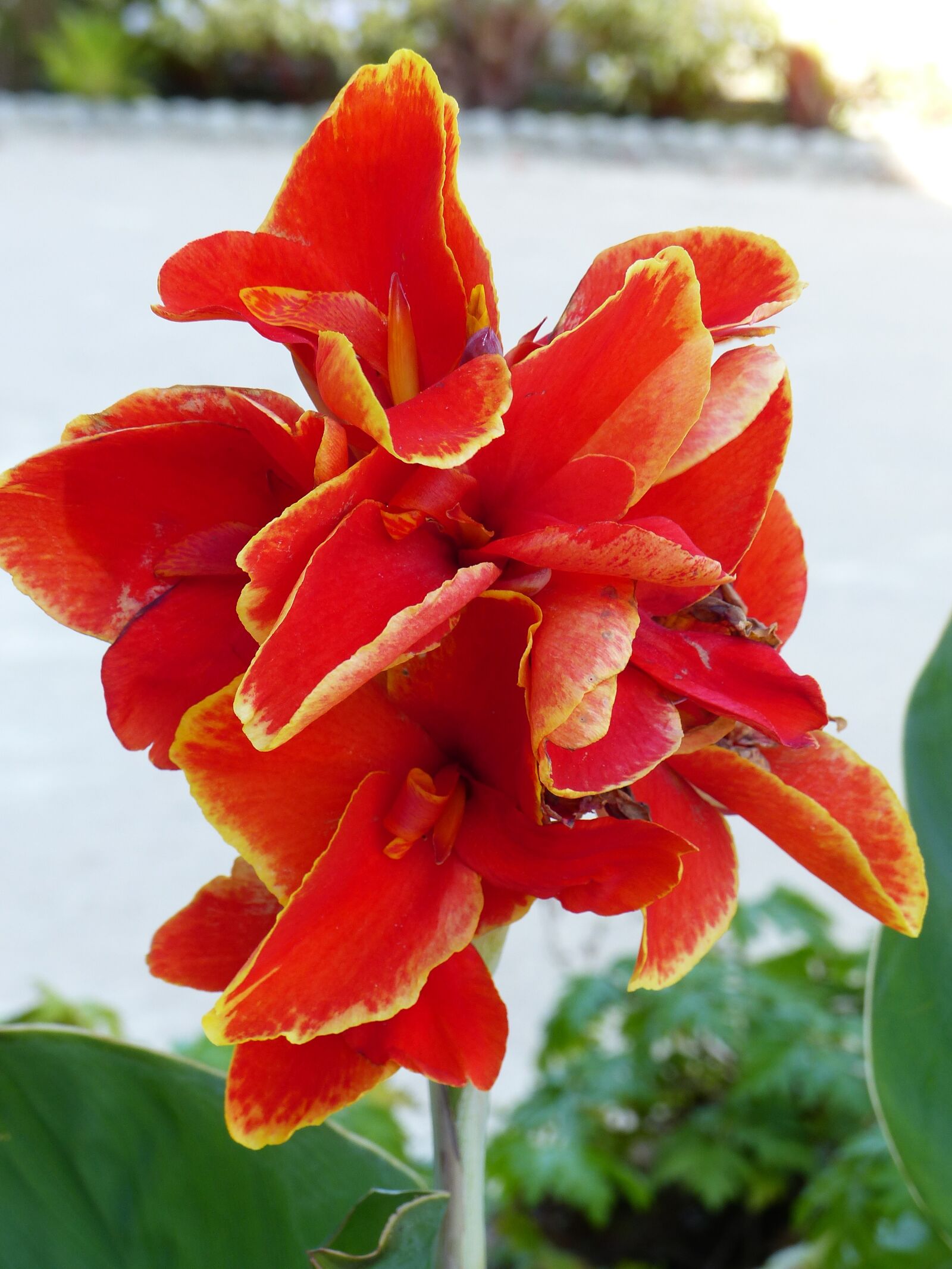 Panasonic Lumix DMC-FZ200 sample photo. Flower, canna, red photography