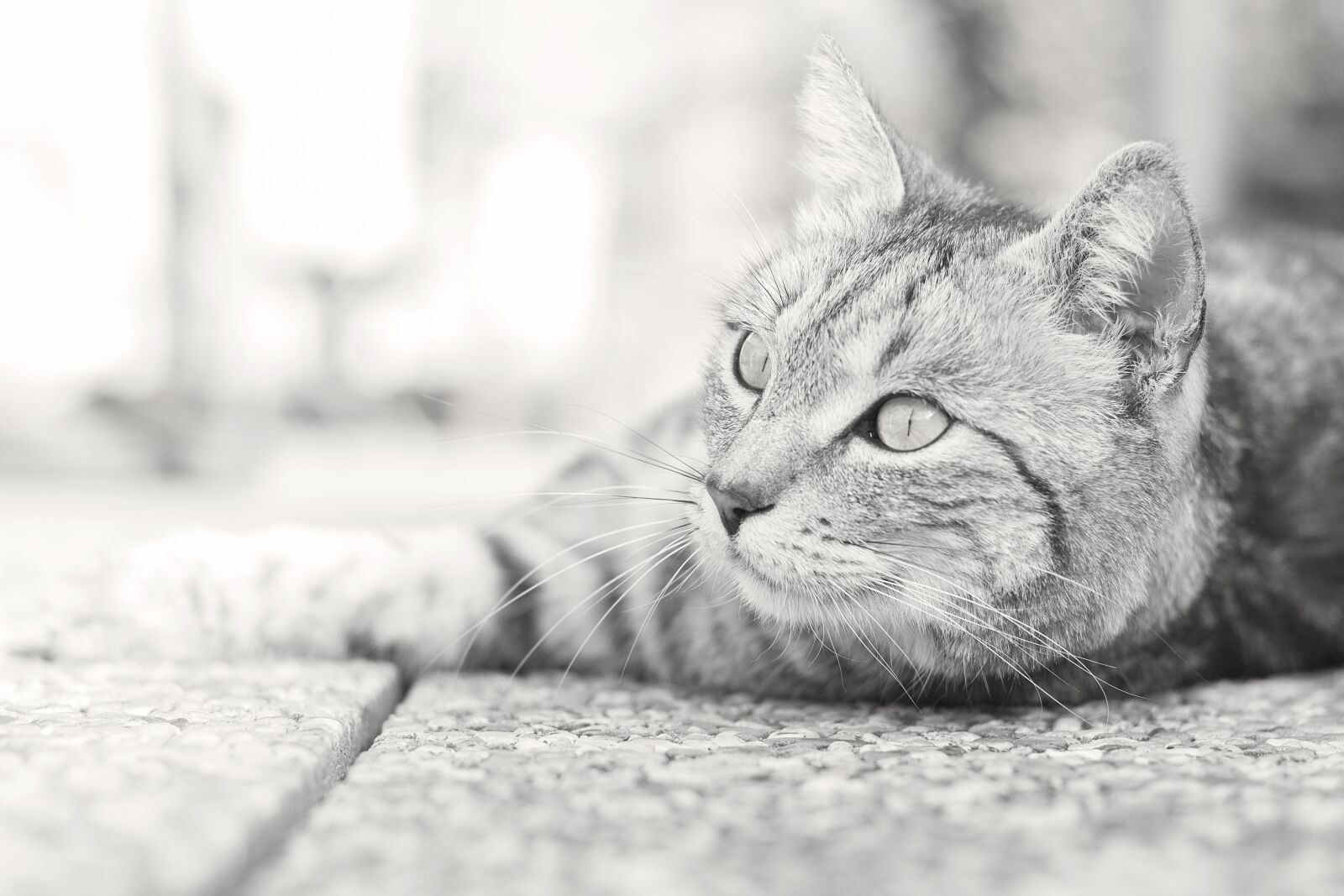Canon EOS 600D (Rebel EOS T3i / EOS Kiss X5) + Canon EF 50mm F1.8 STM sample photo. Animal, cute, cat photography
