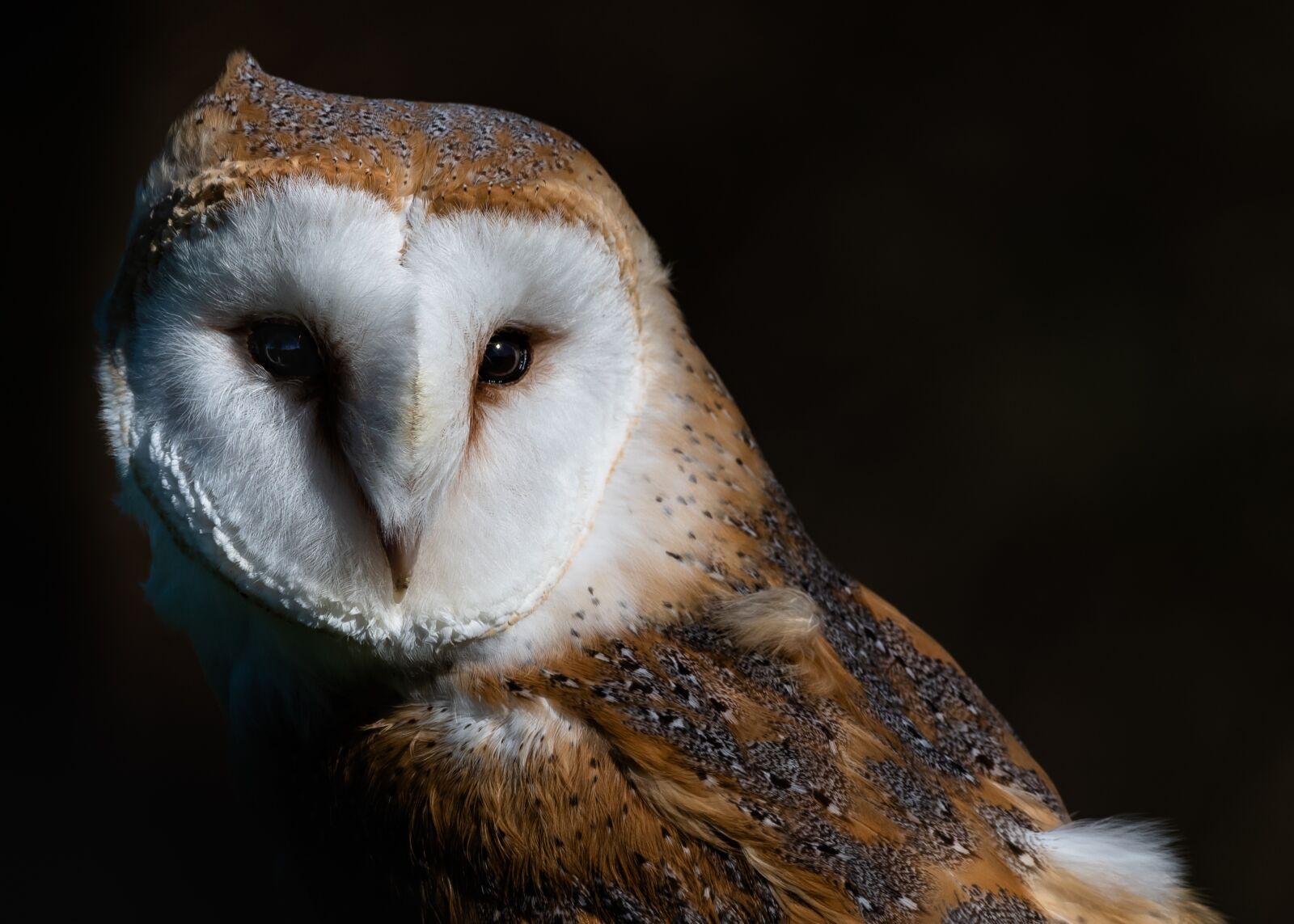 Nikon D810 sample photo. Owl, barn owl, portrait photography