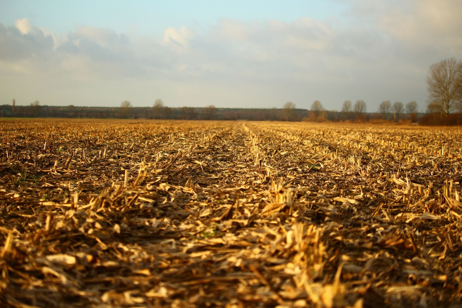 Canon EOS 100D (EOS Rebel SL1 / EOS Kiss X7) sample photo. Field, arable, corn photography