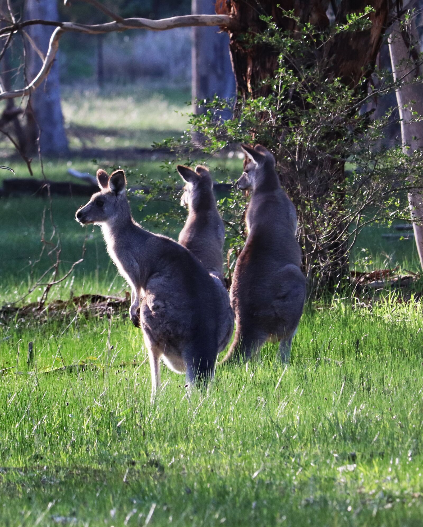 Canon EF-S 55-250mm F4-5.6 IS STM sample photo. Kangaroos, wild, animals photography