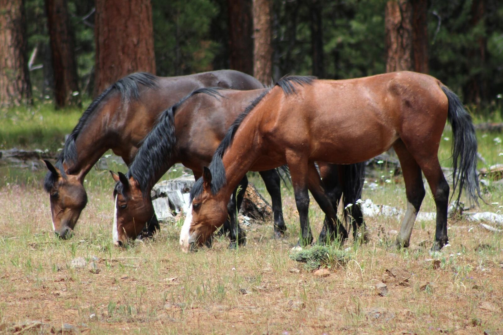 Canon EF 75-300mm f/4-5.6 sample photo. Feral horses, wild, grazing photography