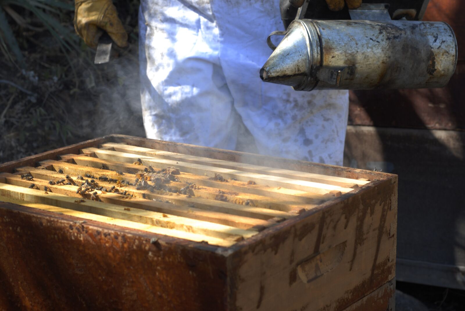 Nikon D200 sample photo. Beekeeping, bees, honey photography