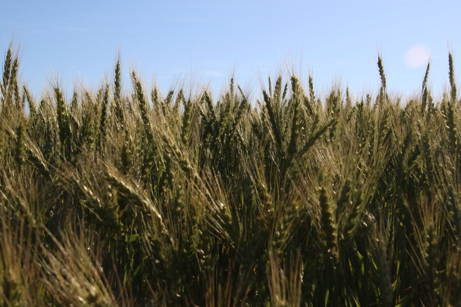 Canon EOS 7D Mark II sample photo. Barley, barley, farm, barley photography