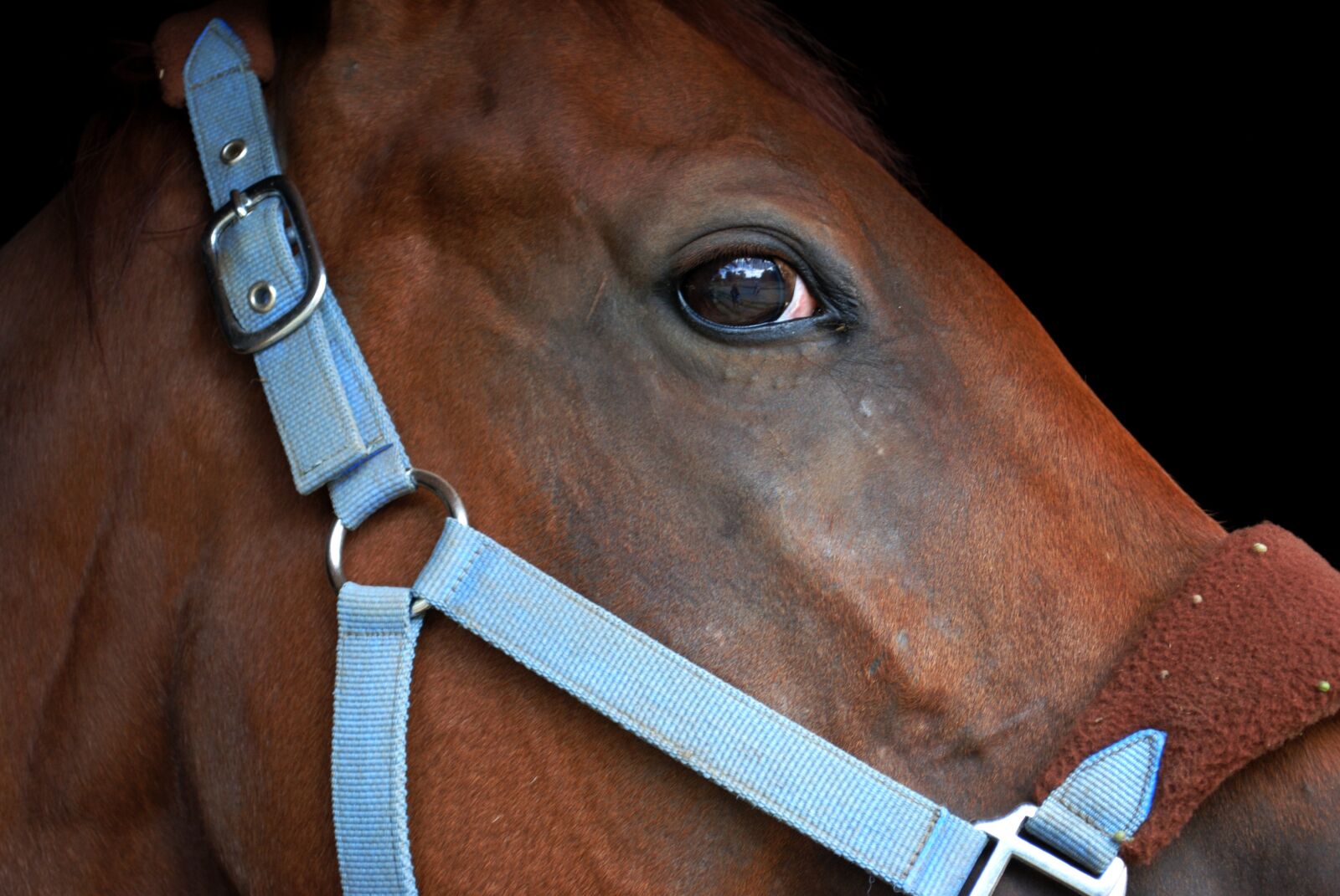 Nikon D3000 sample photo. Horse, eye, animal photography