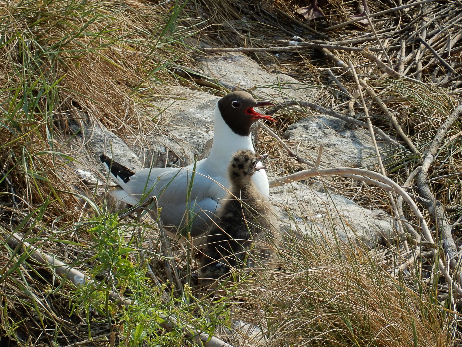 Nikon Coolpix S9900 sample photo. Arctic tern, chicks, tern photography