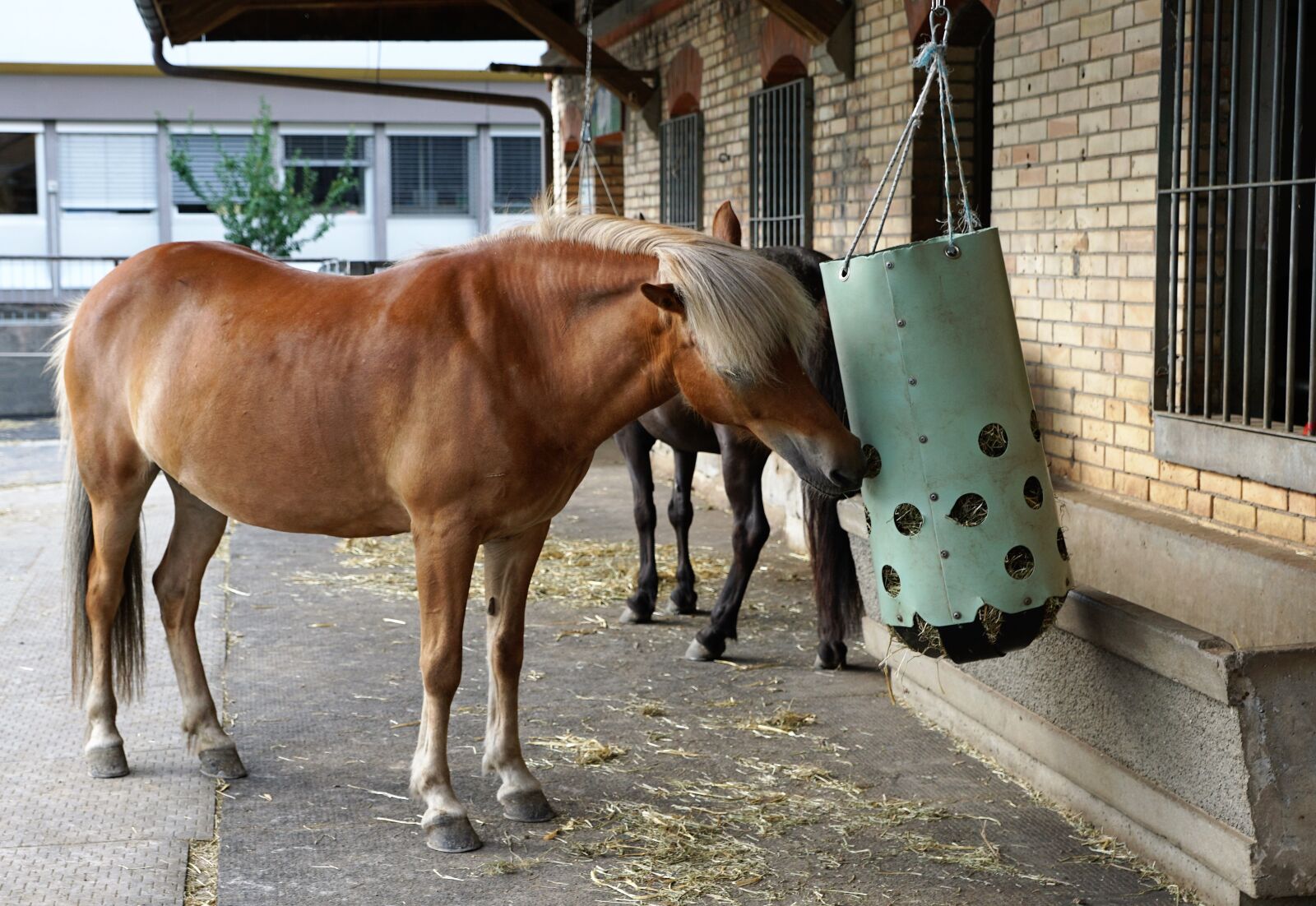Sony ILCA-77M2 + Sony DT 16-50mm F2.8 SSM sample photo. Mammal, farm, animal photography