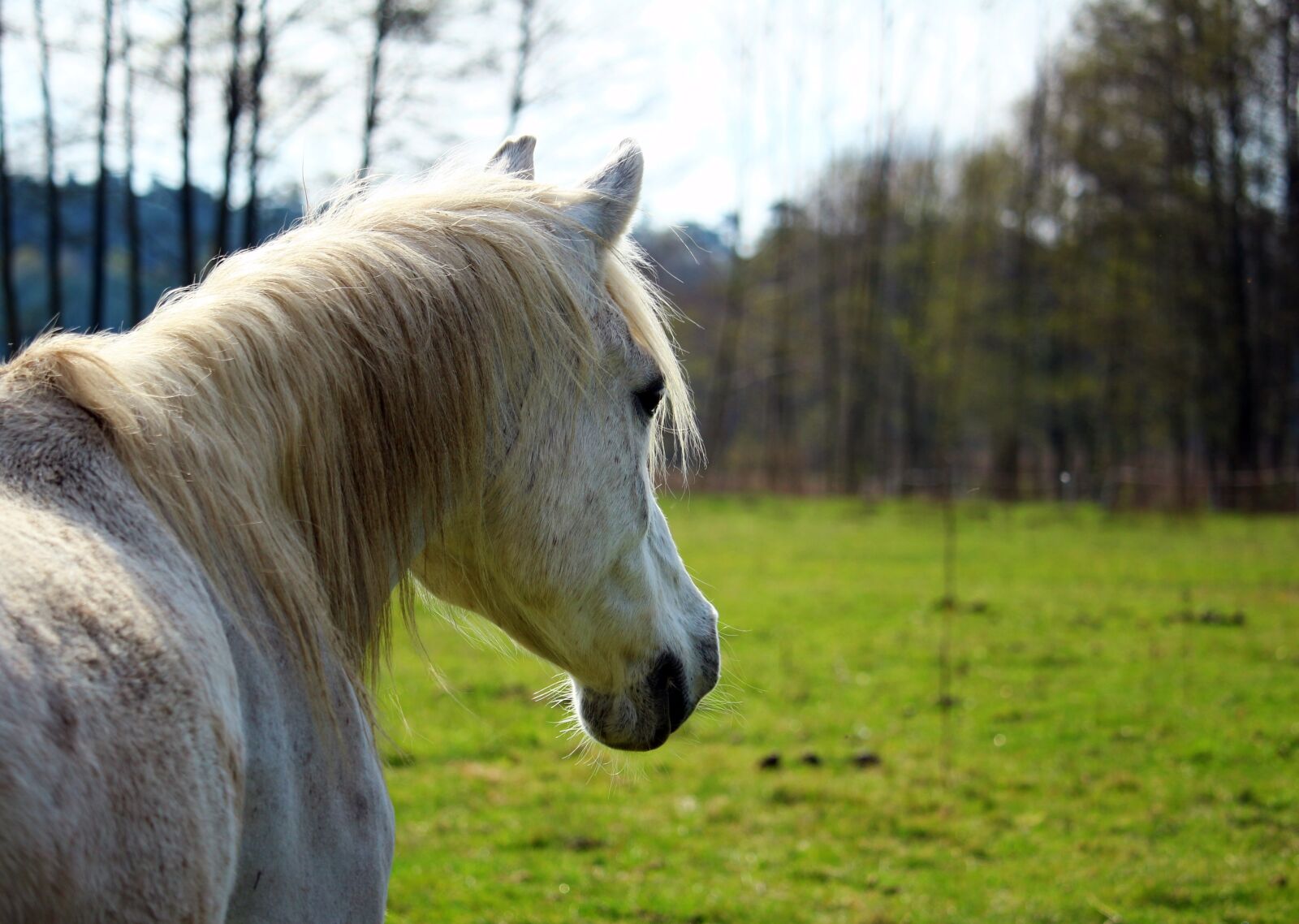 Canon EOS 100D (EOS Rebel SL1 / EOS Kiss X7) sample photo. Horse, mold, pasture photography