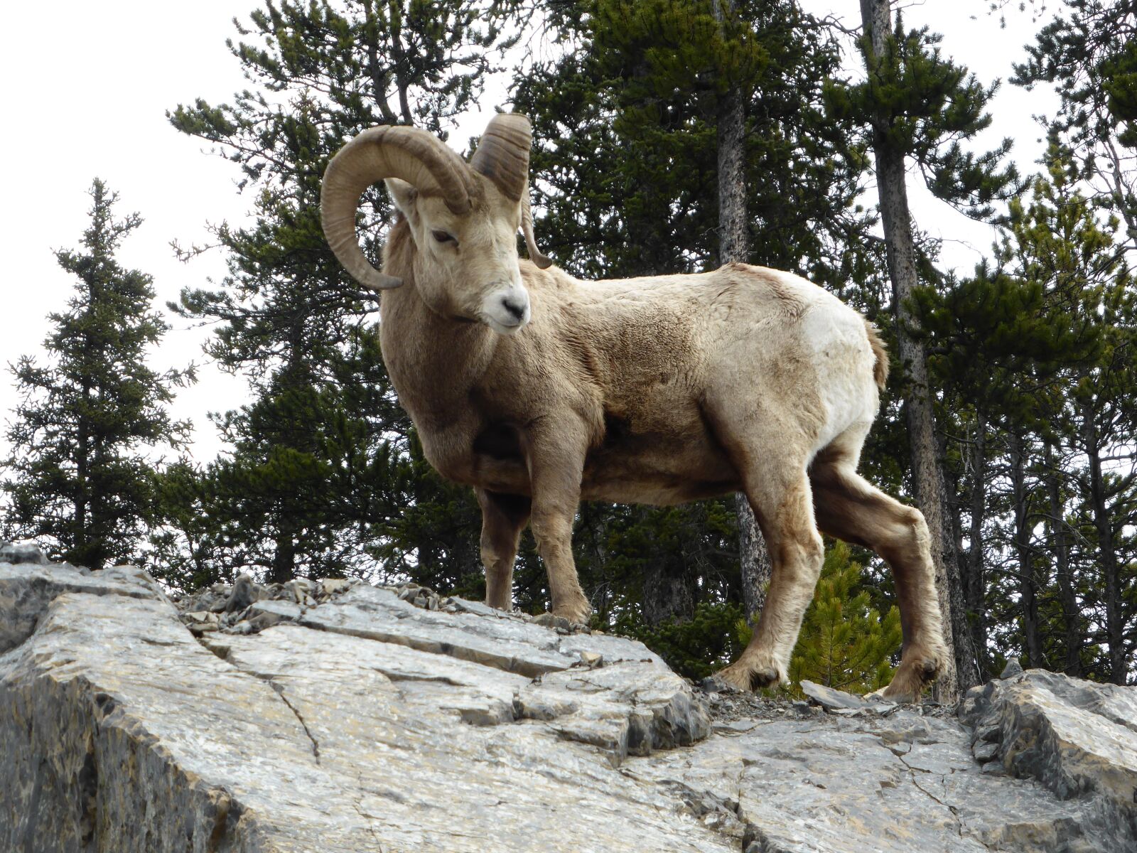 Panasonic Lumix DMC-ZS30 (Lumix DMC-TZ40) sample photo. Capricorn, rock, horn photography