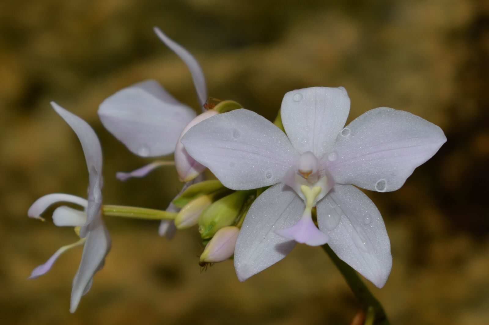 Nikon D5300 sample photo. White flower, flower, nature photography