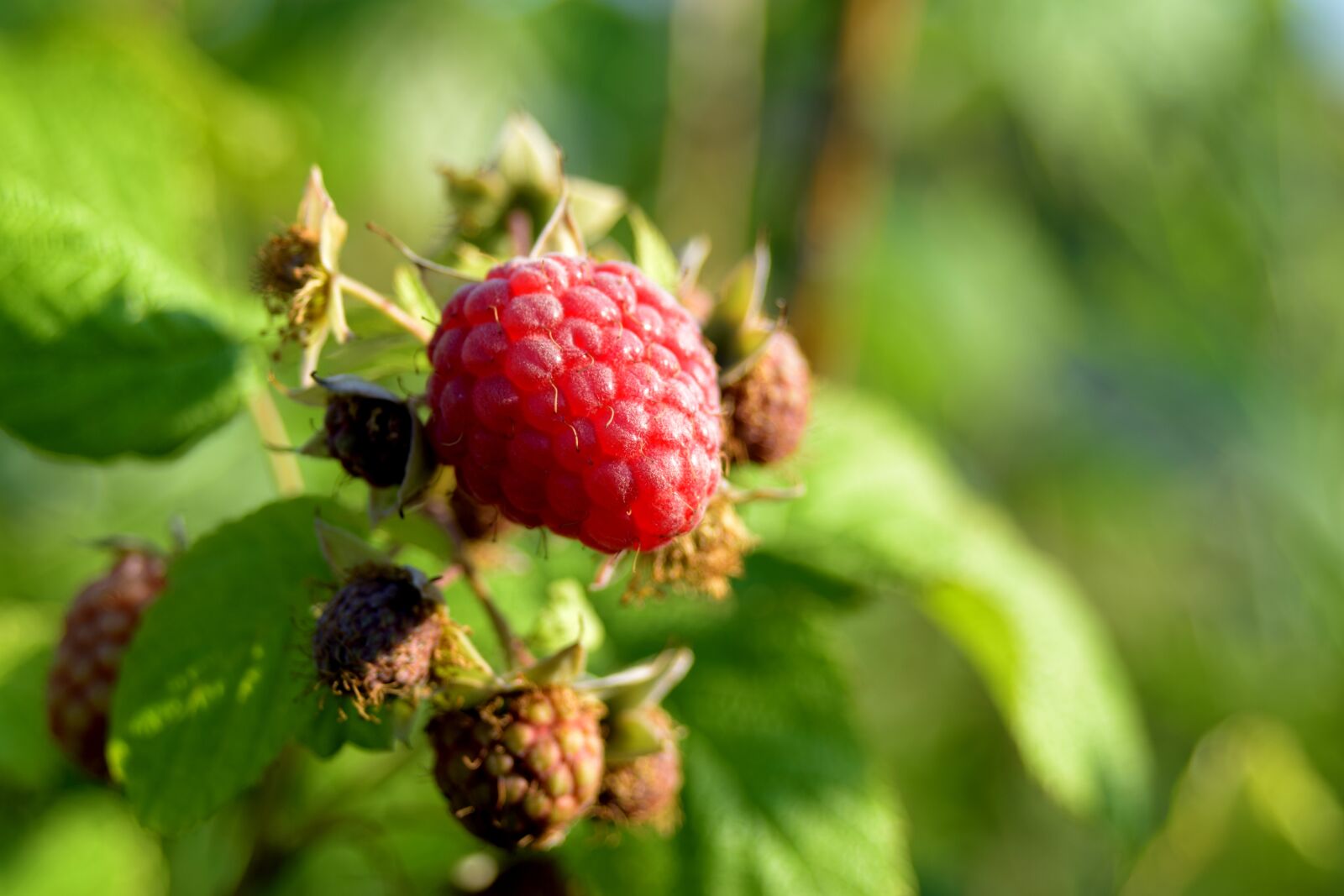 Nikon D3300 sample photo. Raspberry, berry, garden photography