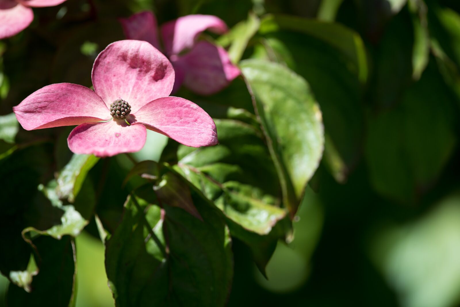Nikon D750 sample photo. Blossom, bloom, pink photography